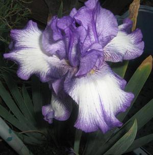 purplewhiteiris.jpg